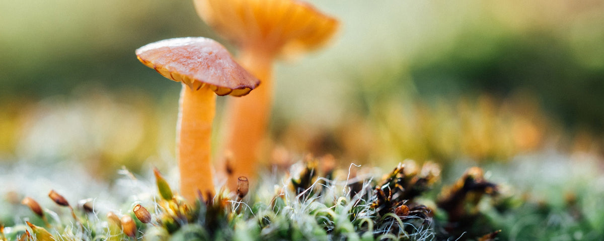 Die faszinierende Welt der Pilze – ein kleiner Pilzratgeber