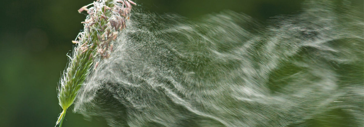 Allergie oder Unverträglichkeit? Unterschiede einfach erklärt
