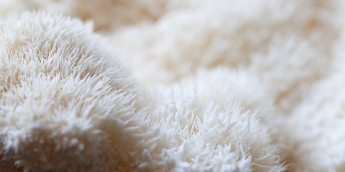 Hericium: Was hinter dem Pilz mit der Löwenmähne steckt