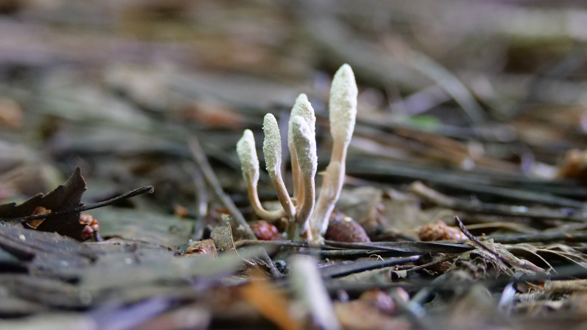 Cordyceps: Der faszinierende Raupenpilz aus dem Himalaya