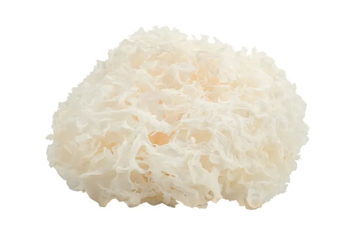 Tremella Vitalpilz (Silberohr)