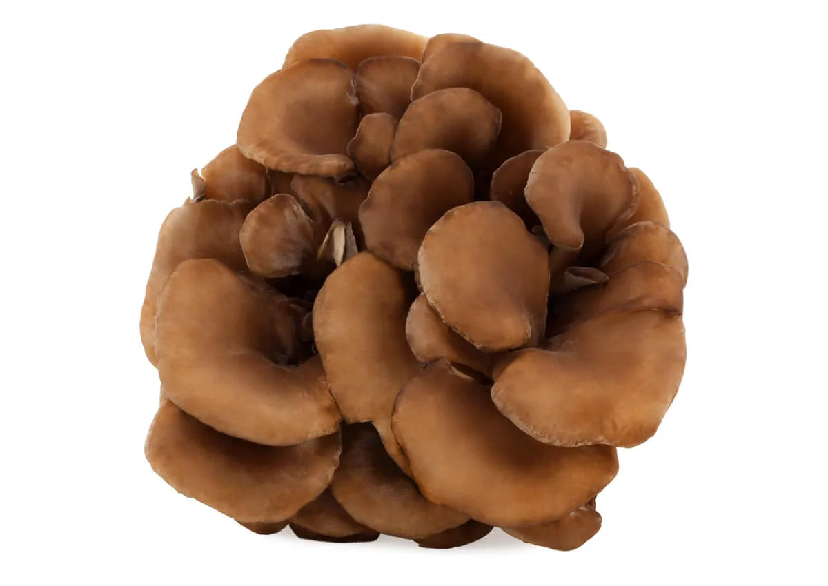 Maitake Vitalpilz (Grifola frondosa)