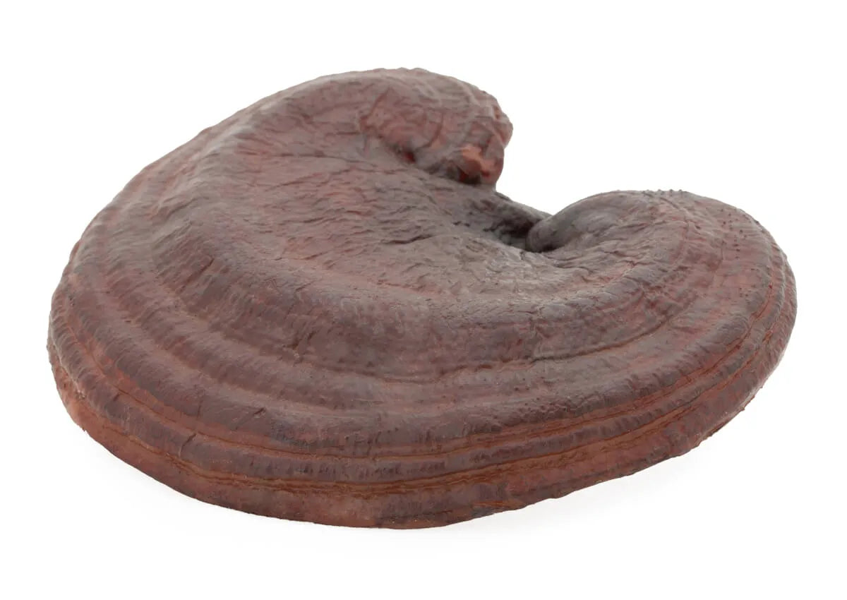 Reishi Vitalpilz (Ganoderma lucidum)