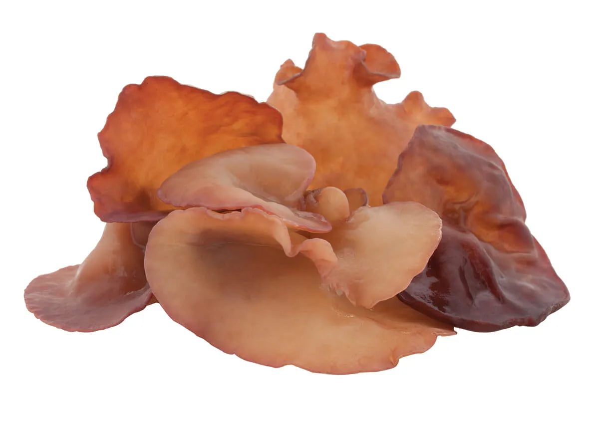 Auricularia Vitalpilz (Judasohr)