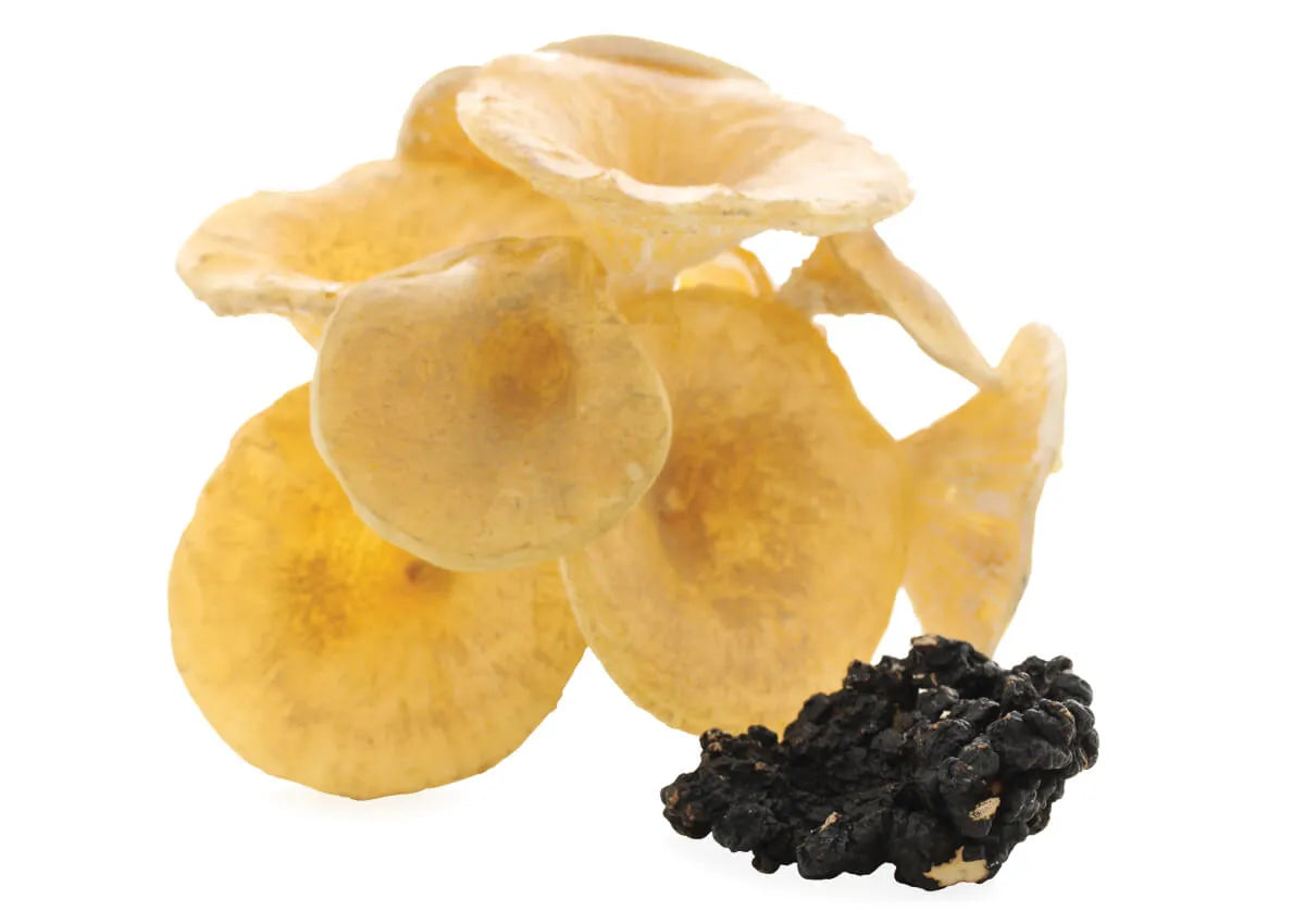 Polyporus Vitalpilz (Eichhase)