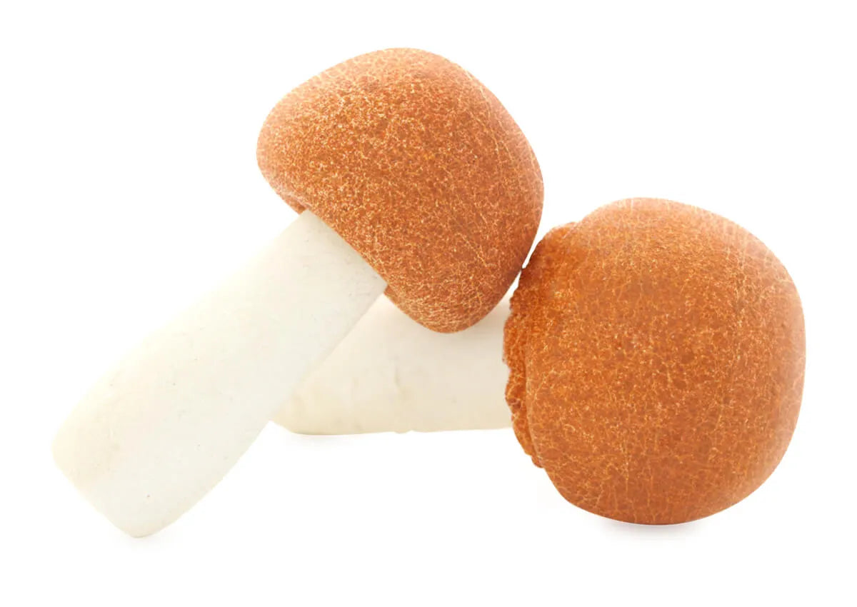 Agaricus Vitalpilz (Agaricus subrufescens)