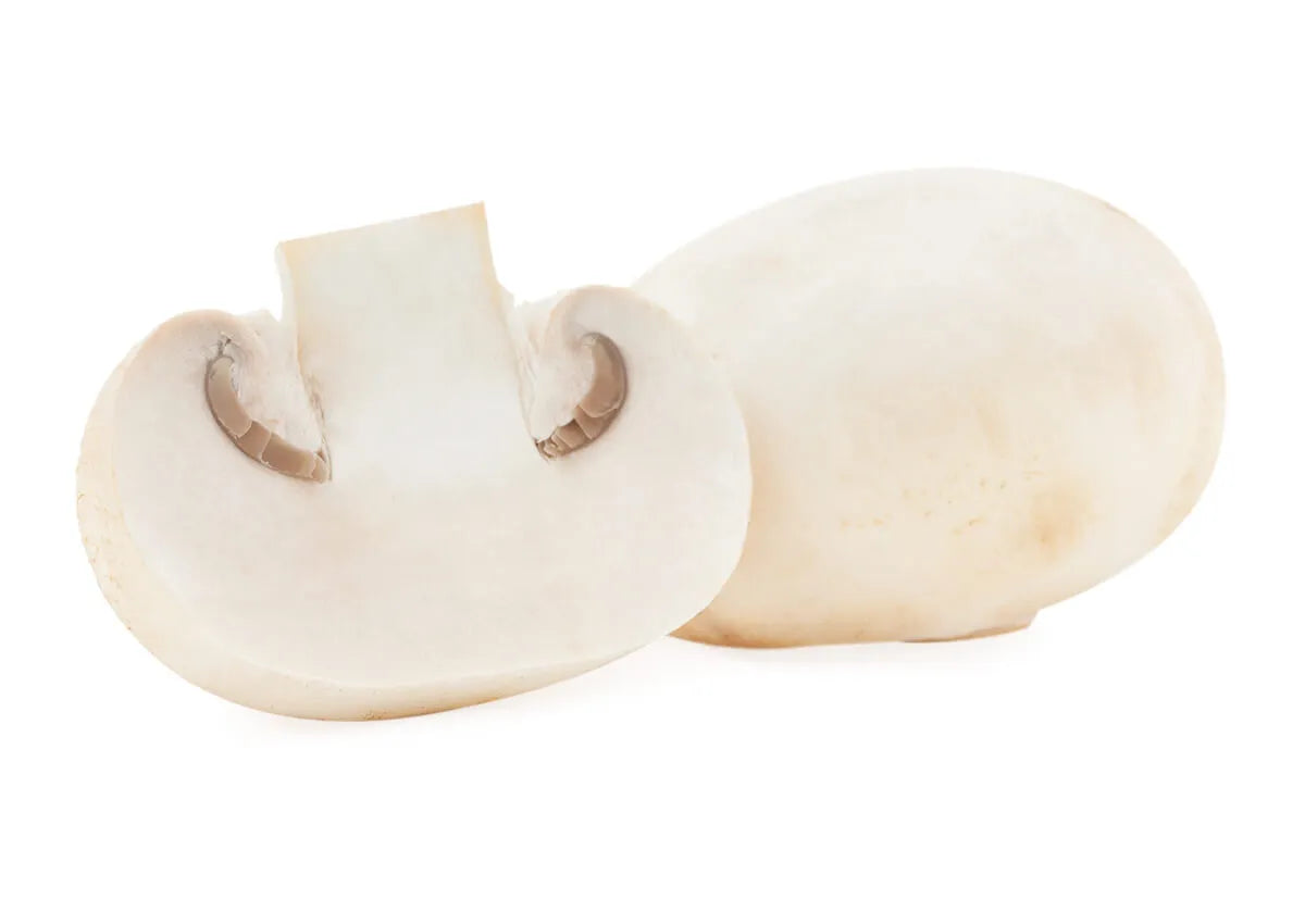 Champignon Vitalpilz (Agaricus bisporus)