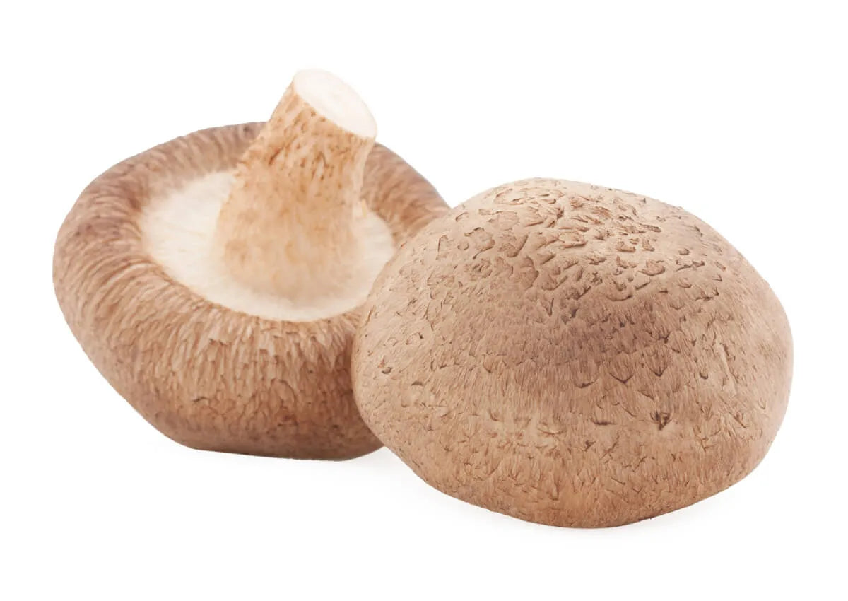 Shiitake Vitalpilz (Lentinula edodes)