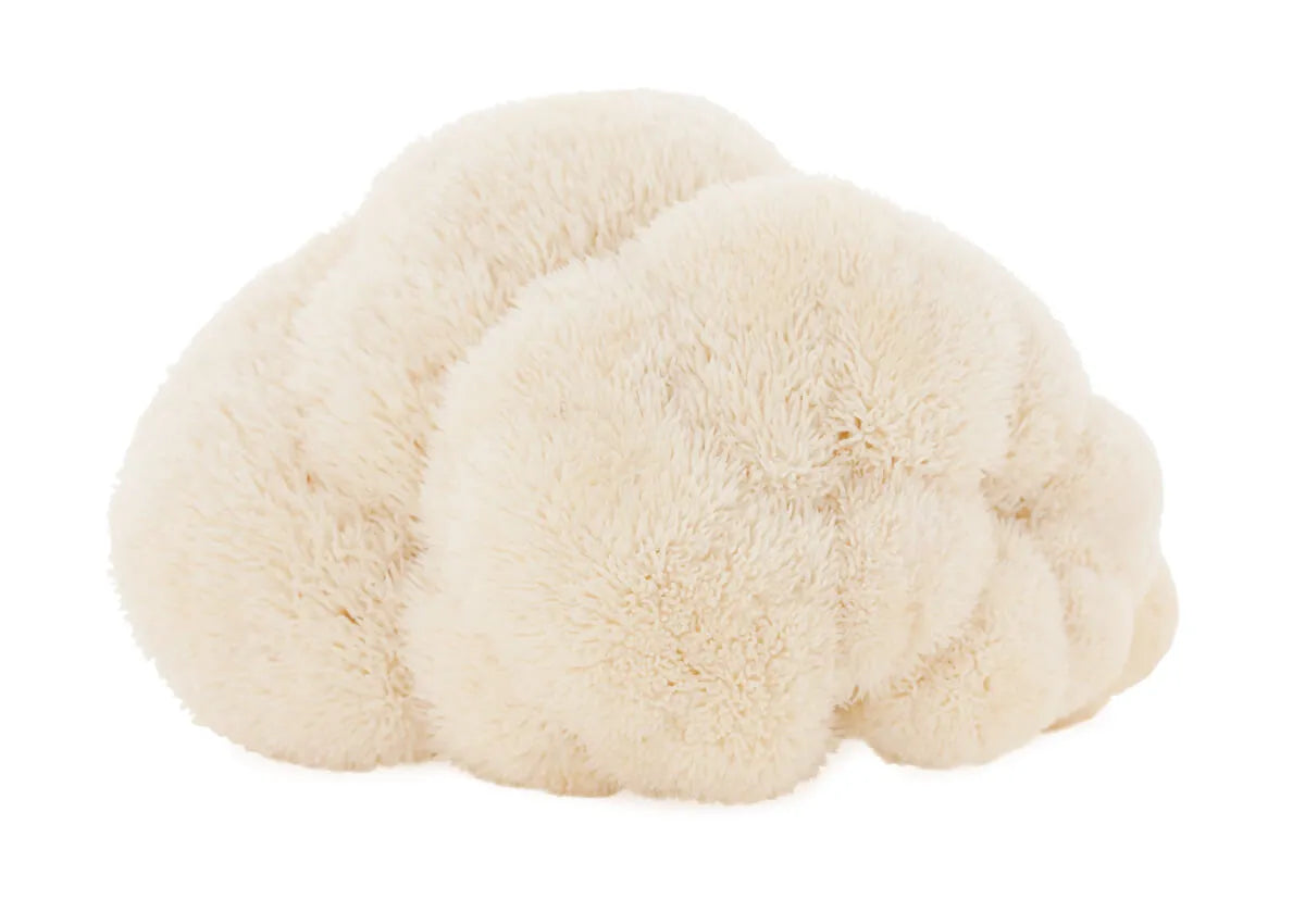 Hericium Vitalpilz (Igelstachelbart, Lion's Mane)