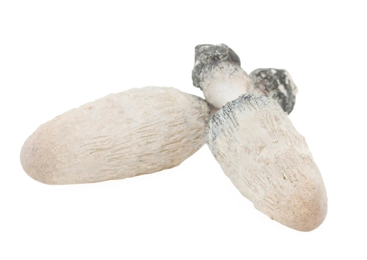 Coprinus Vitalpilz (Schopf-Tintling)