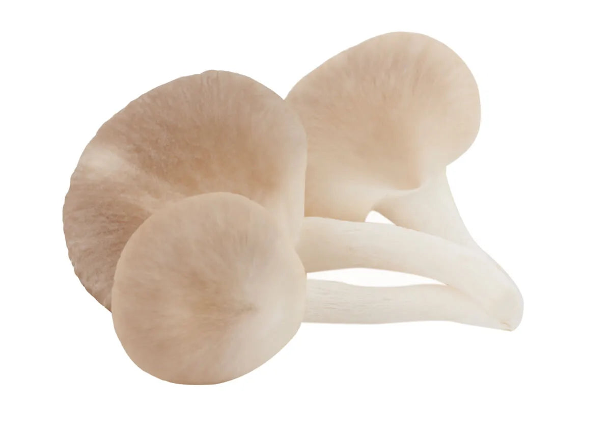 Pleurotus Vitalpilz (Austernpilz)