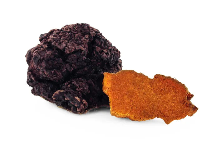 Chaga Vitalpilz (Inonotus obliquus)