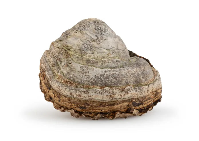 Zunderschwamm Vitalpilz (Fomes fomentarius)