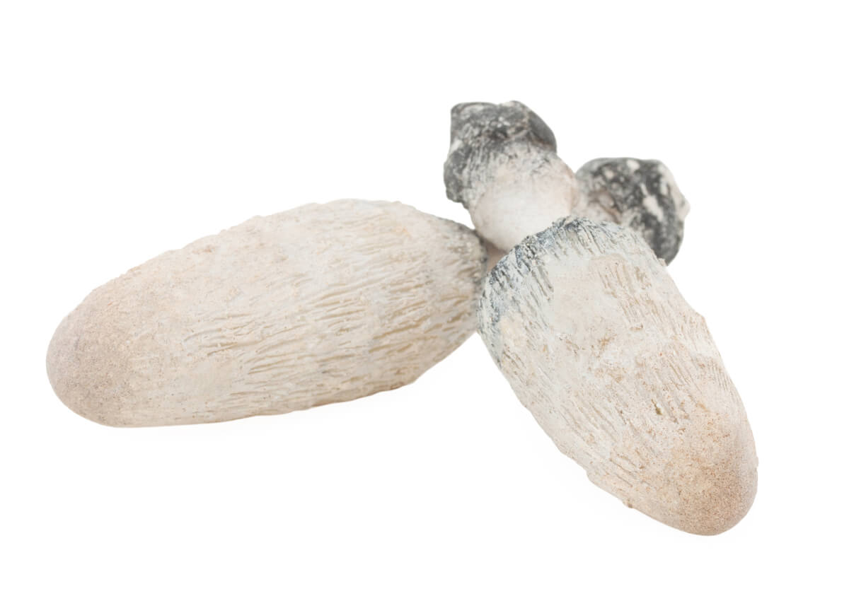 Coprinus