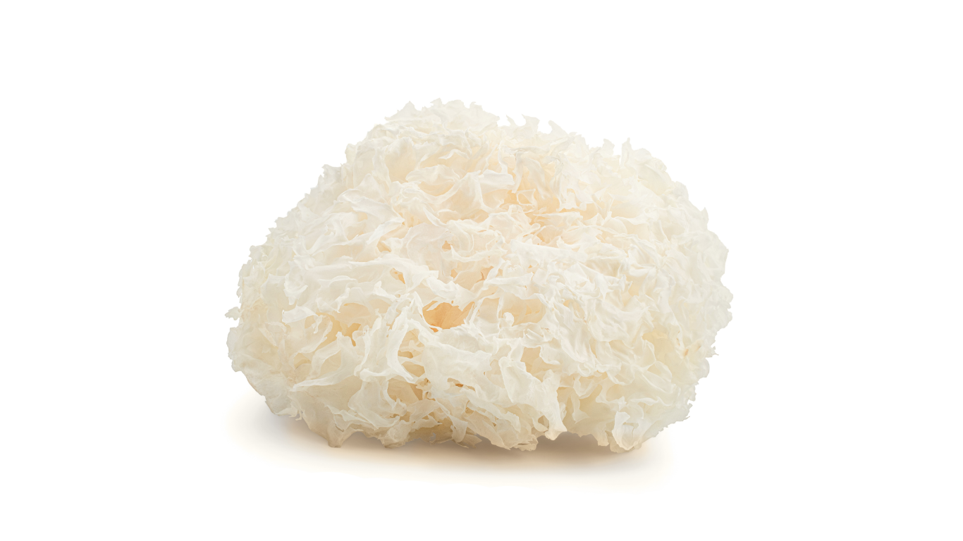 Vitalpilz Tremella