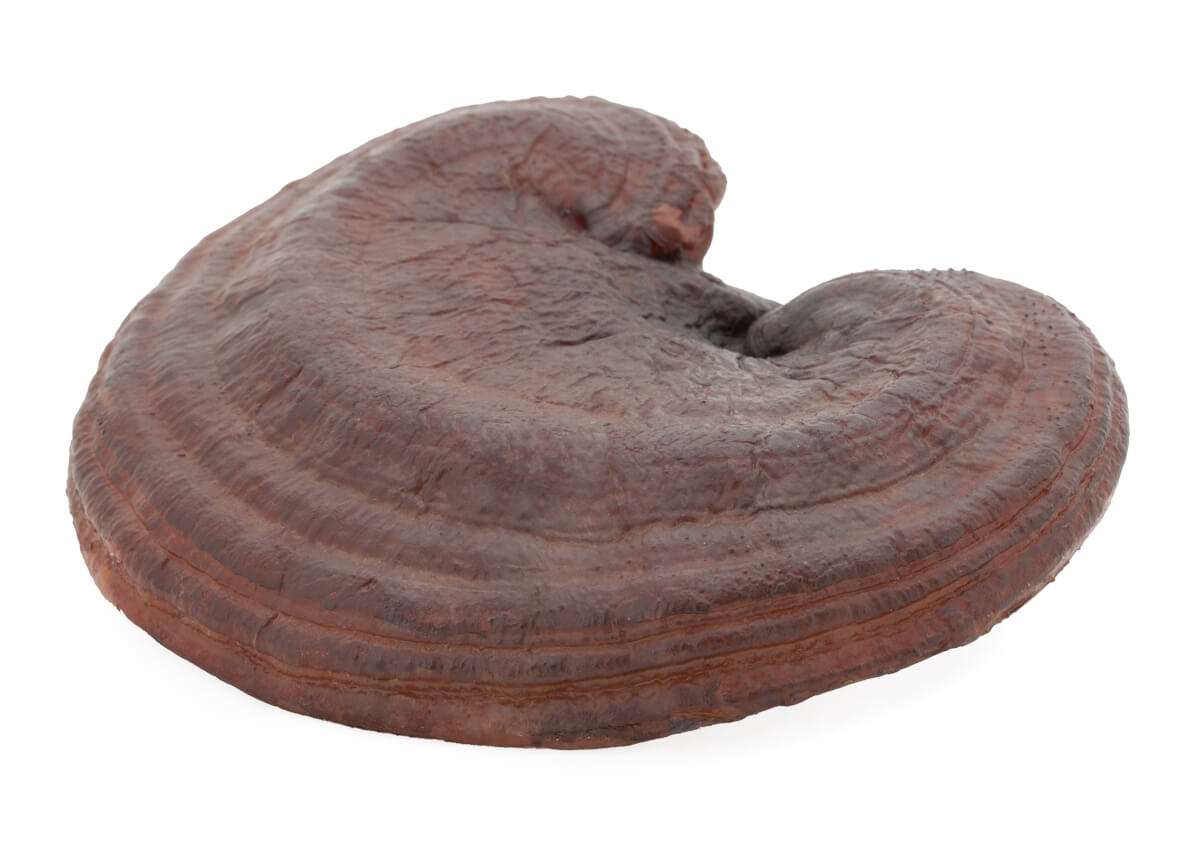 Reishi