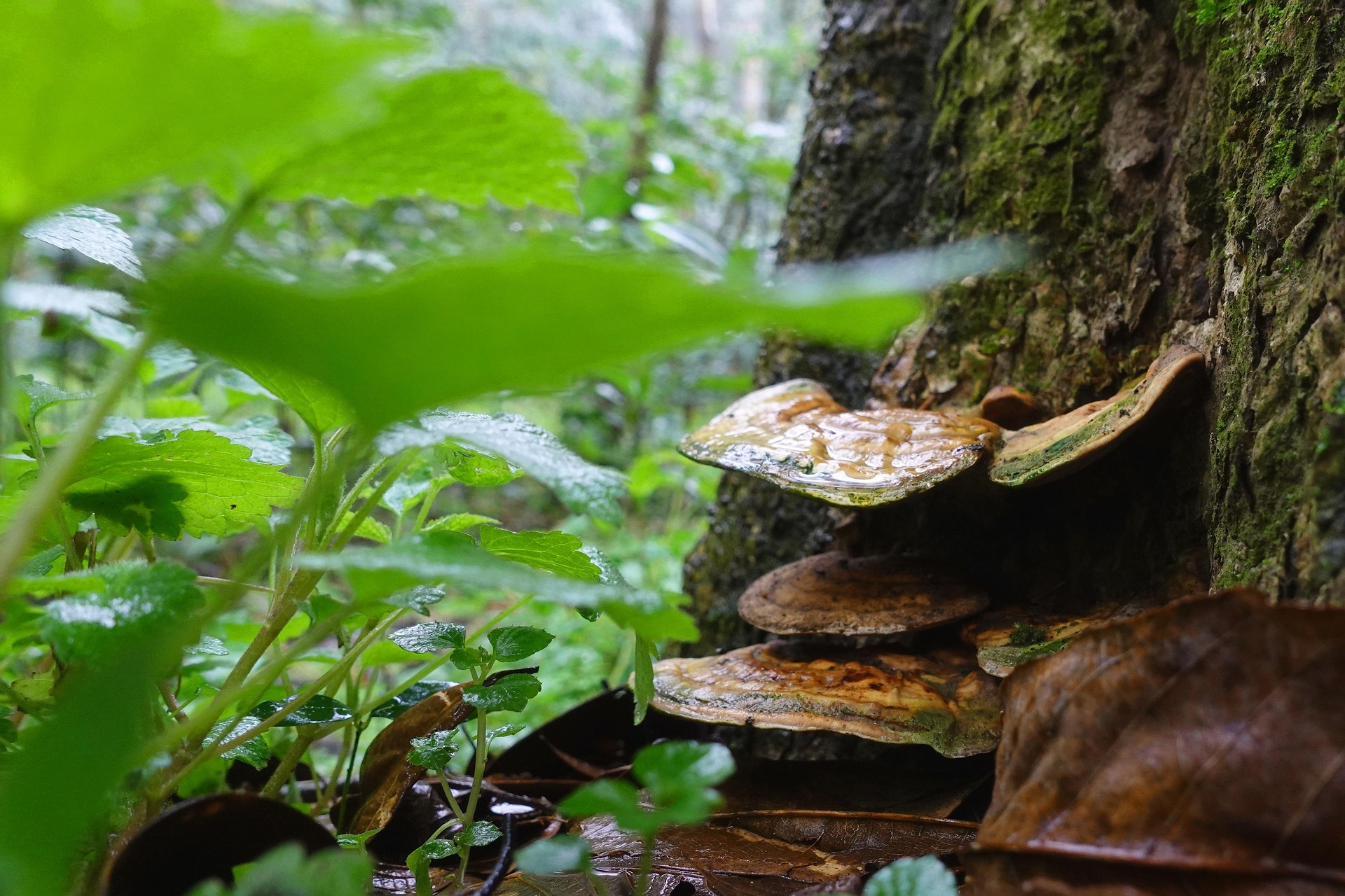 Reishi Pilz (Ganoderma lucidum) wächst an Baumstamm im Wald