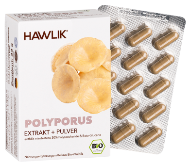 Polyporus - Extrait + Poudre  biologique en gelules Paquet standard de 60 gélules